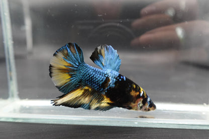 Rare Giant Yellow Tiger Betta Fish (Male)