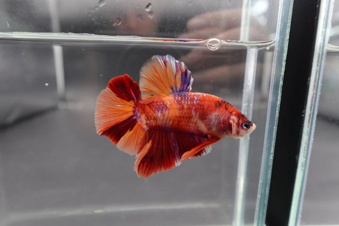 Rare Giant Nemo Betta Fish (Male)
