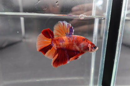 Rare Giant Nemo Betta Fish (Male)