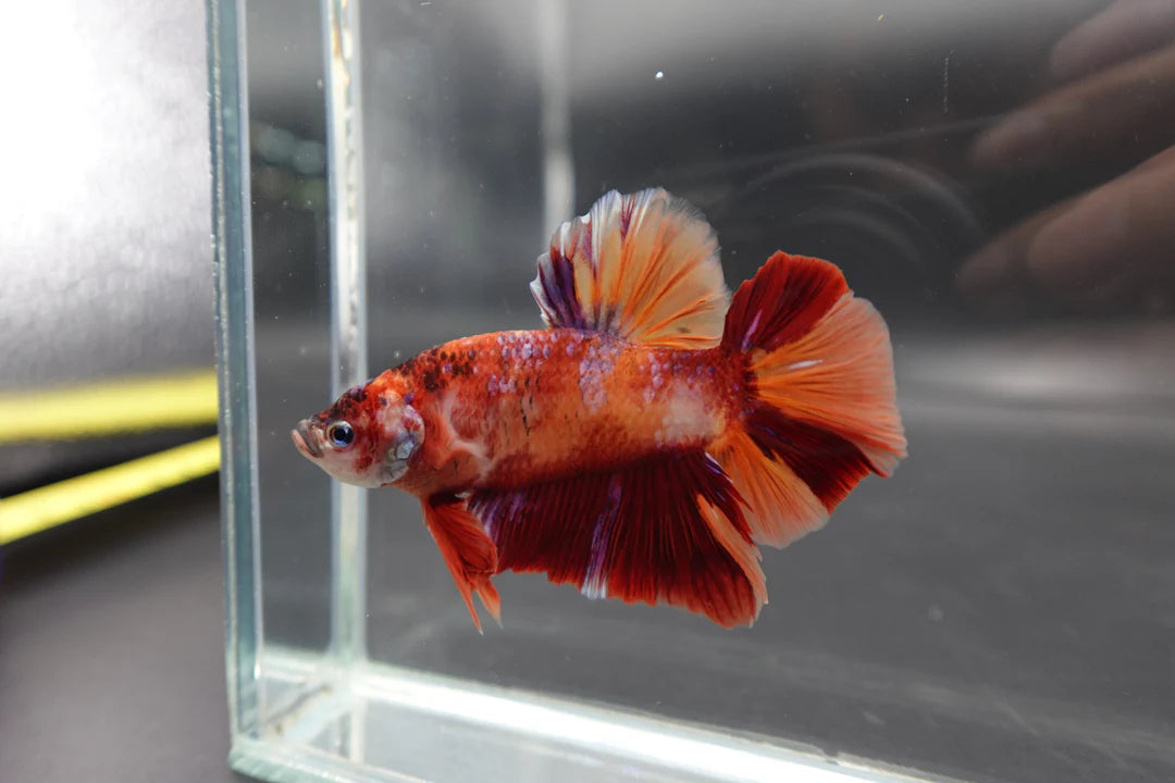 Rare Giant Nemo Betta Fish (Male)