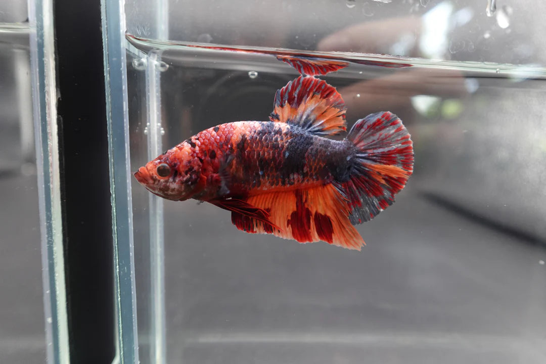 Competition Grade - Giant Multicolors Betta Fish (Male)