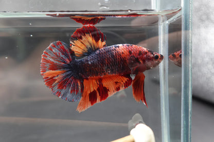 Competition Grade - Giant Multicolors Betta Fish (Male)