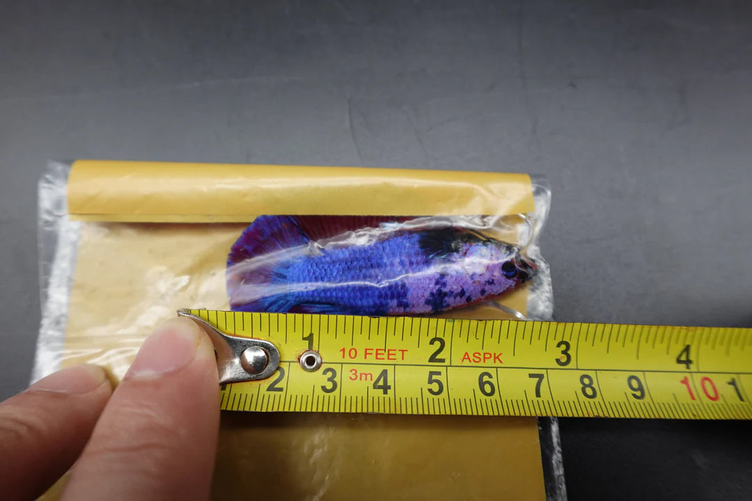 Rare Giant Multicolors Betta Fish (Male)