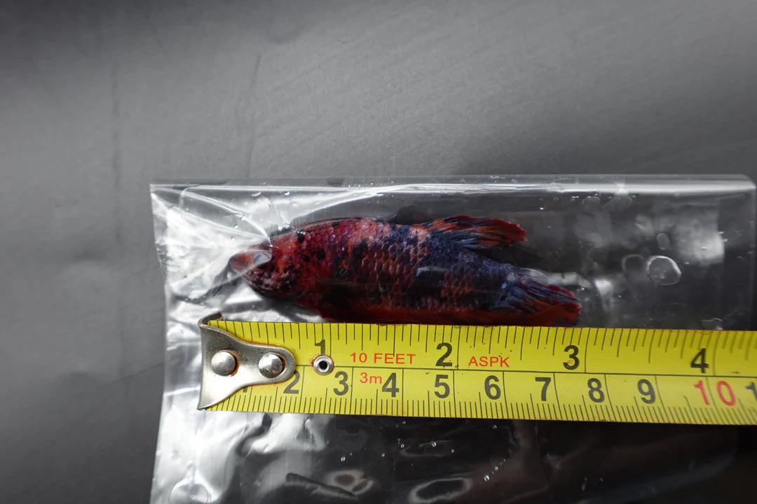 Competition Grade - Giant Multicolors Betta Fish (Male)