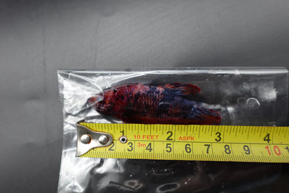 Competition Grade - Giant Multicolors Betta Fish (Male)
