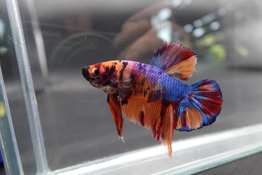 Rare Giant Multicolors Betta Fish (Male)