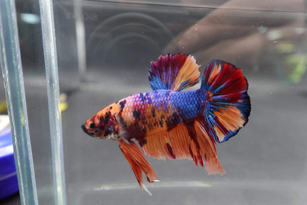 Rare Giant Multicolors Betta Fish (Male)