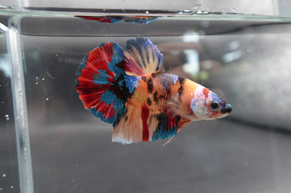Competition Grade - Giant Multicolors Betta Fish (Male)