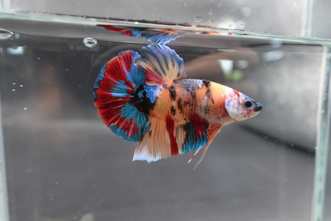 Competition Grade - Giant Multicolors Betta Fish (Male)
