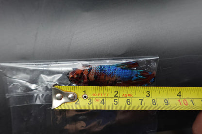 Rare Giant Multicolors Betta Fish (Male)
