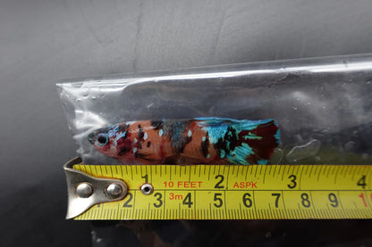 Competition Grade - Giant Multicolors Betta Fish (Male)
