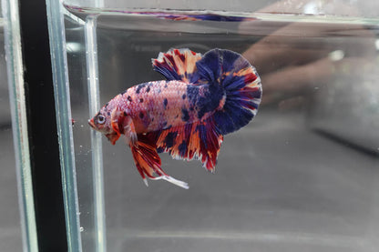 Rare Giant Multicolors Betta Fish (Male)