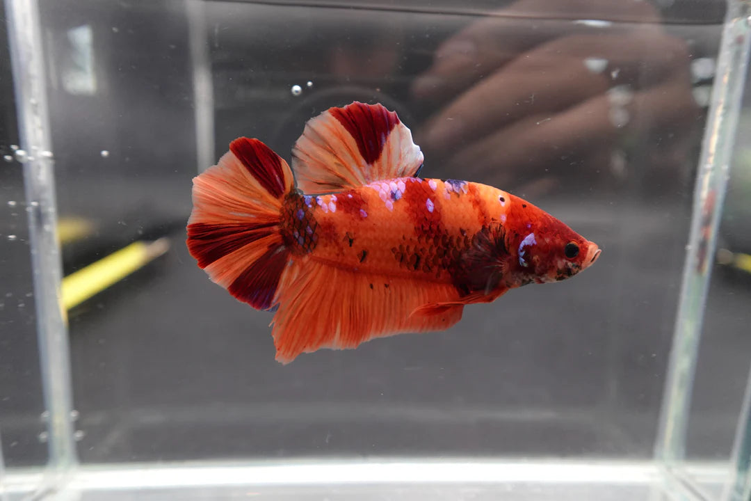 Rare Giant Nemo Betta Fish (Male)