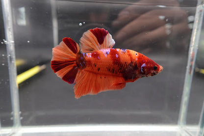 Rare Giant Nemo Betta Fish (Male)