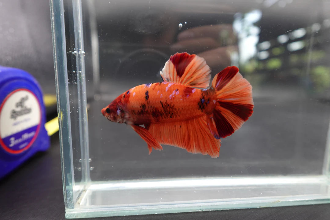 Rare Giant Nemo Betta Fish (Male)