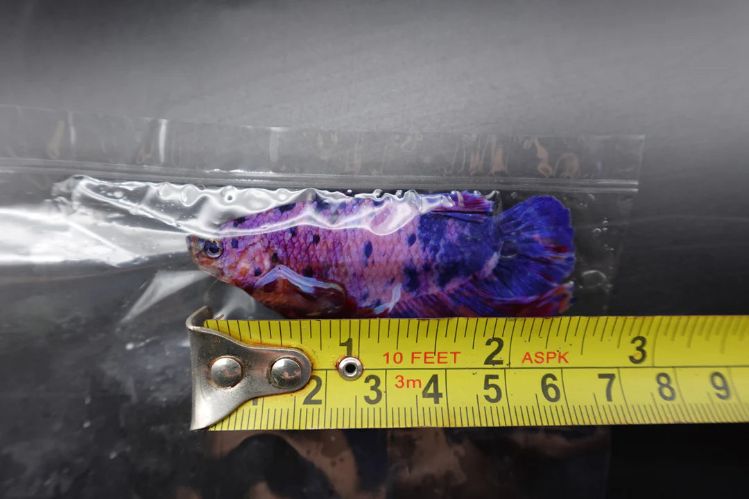Rare Giant Multicolors Betta Fish (Male)