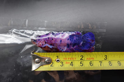 Rare Giant Multicolors Betta Fish (Male)
