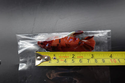 Rare Giant Nemo Betta Fish (Male)