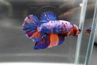 Rare Giant Multicolors Betta Fish (Male)