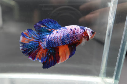 Rare Giant Multicolors Betta Fish (Male)