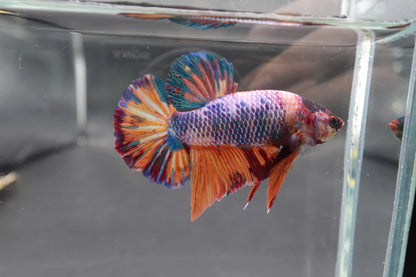 Rare Giant Multicolors Betta Fish (Male)