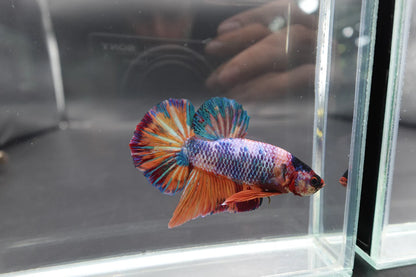 Rare Giant Multicolors Betta Fish (Male)