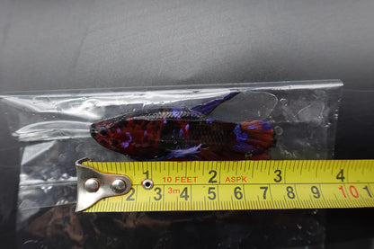 Rare Giant Multicolors Betta Fish (Male)