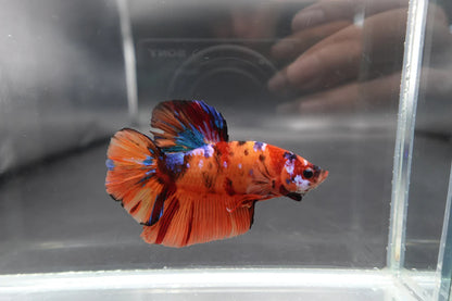 Rare Giant Multicolors Betta Fish (Male)