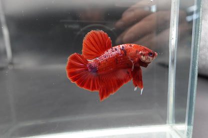 Rare Giant Bloody Red Betta Fish (Male)