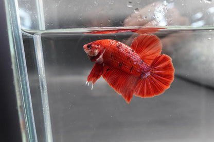 Rare Giant Bloody Red Betta Fish (Male)