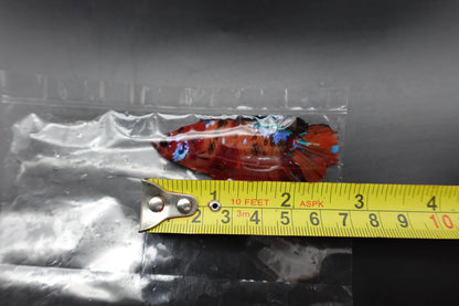 Rare Giant Multicolors Betta Fish (Male)