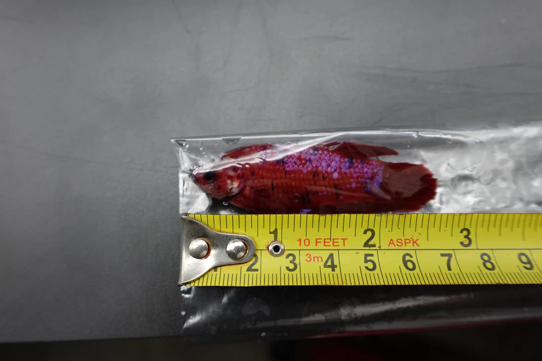Rare Giant Bloody Red Betta Fish (Male)