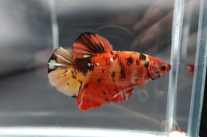 Rare Giant Multicolors Betta Fish (Male)