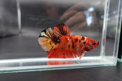 Rare Giant Multicolors Betta Fish (Male)