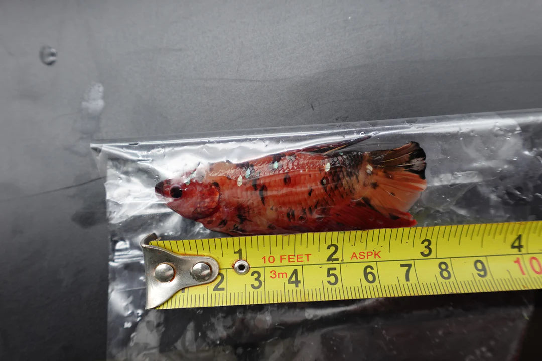 Rare Giant Multicolors Betta Fish (Male)