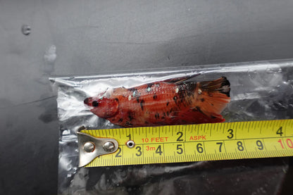 Rare Giant Multicolors Betta Fish (Male)