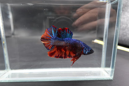 Rare Giant Galaxy Fire Betta Fish (Male)
