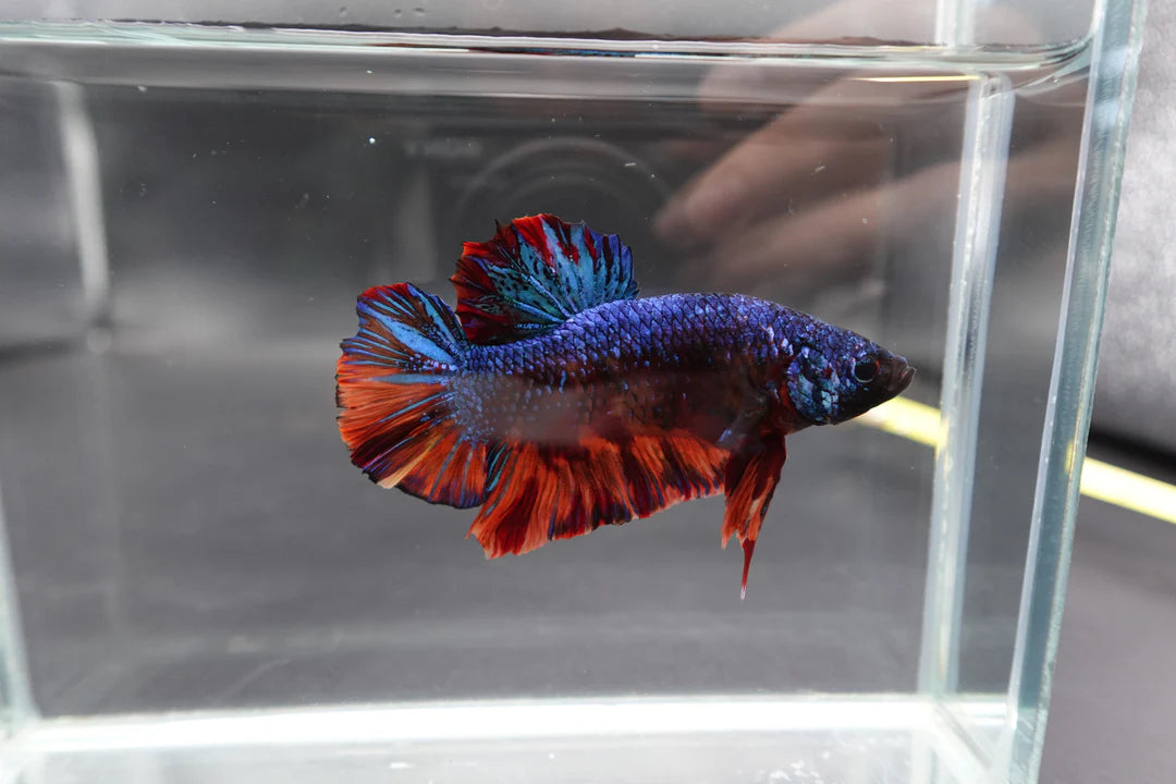 Rare Giant Galaxy Fire Betta Fish (Male)