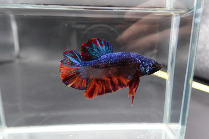 Rare Giant Galaxy Fire Betta Fish (Male)