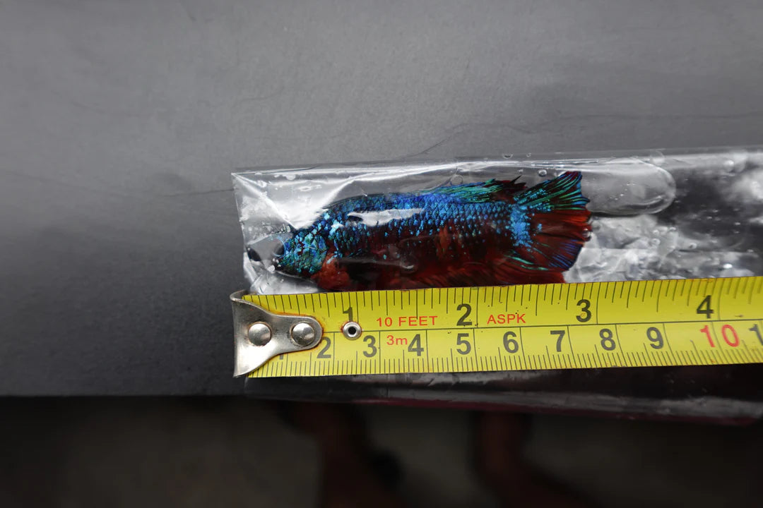 Rare Giant Galaxy Fire Betta Fish (Male)