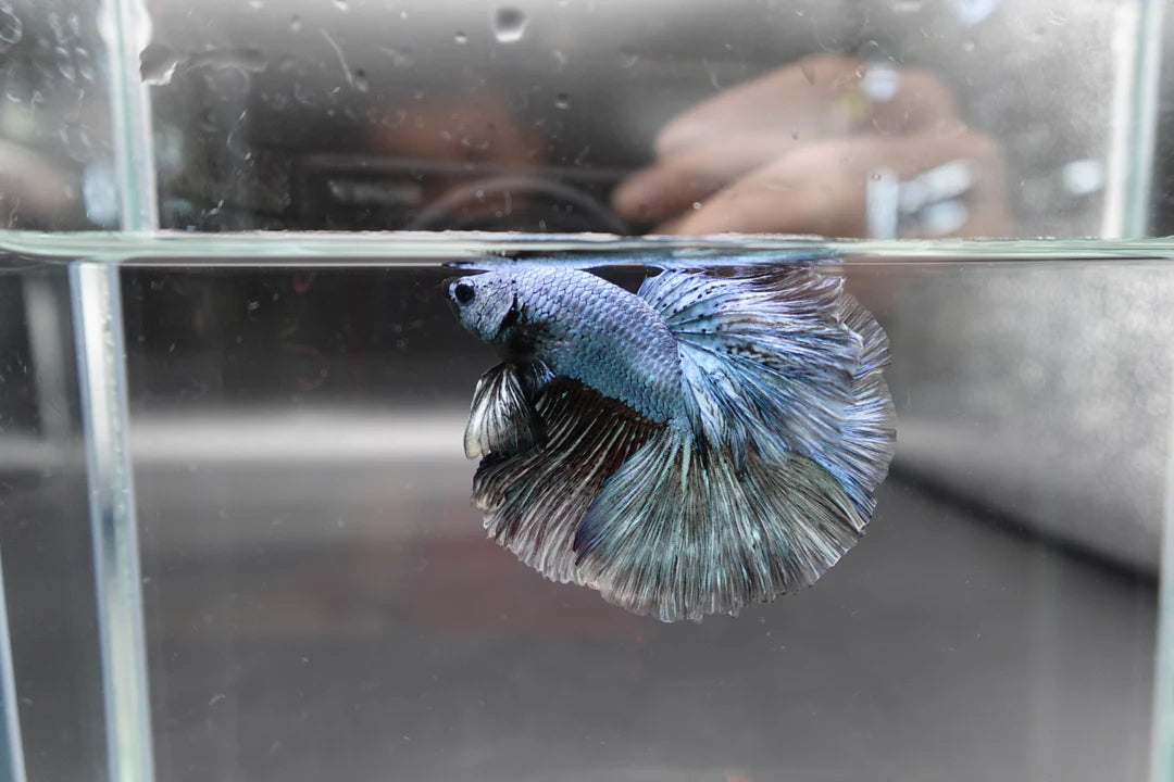Halfmoon Copper Betta Fish (Male)