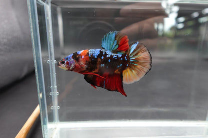 Rare Giant Multicolors Betta Fish (Male)