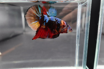 Rare Giant Multicolors Betta Fish (Male)