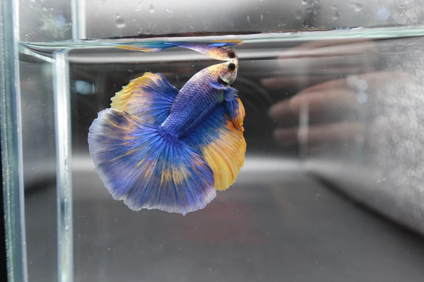 Halfmoon Blue Mustard Betta Fish (Male)