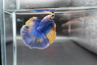 Halfmoon Blue Mustard Betta Fish (Male)