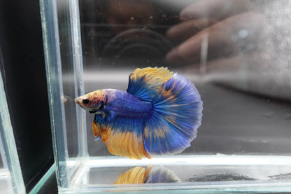 Halfmoon Blue Mustard Betta Fish (Male)