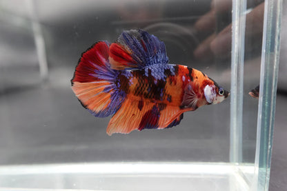 Rare Giant Multicolors Betta Fish (Male)