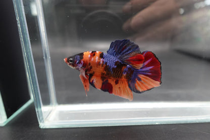 Rare Giant Multicolors Betta Fish (Male)
