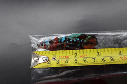 Rare Giant Multicolors Betta Fish (Male)