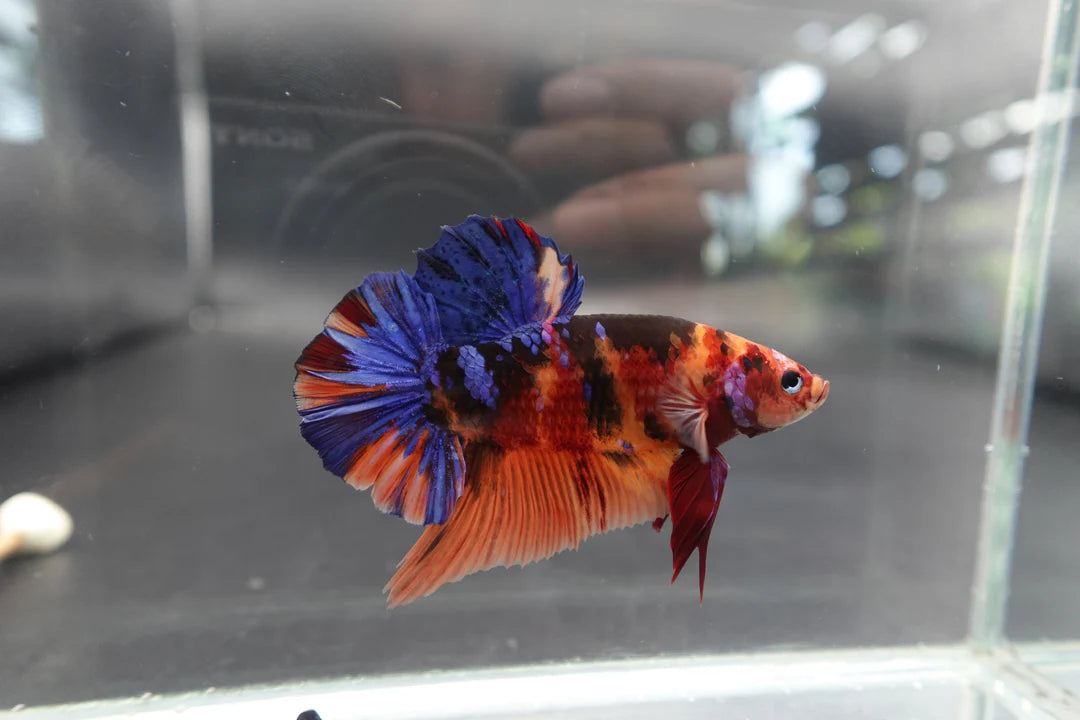 Rare Giant Multicolors Betta Fish (Male)